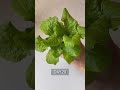 easy lettuce to grow in a cup／カップで育てる簡単レタス