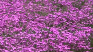 羊山公園の芝桜（埼玉県秩父市）　2012/05/07