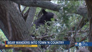 Bear remains in Hillsborough neighborhood, goes up 2nd tree