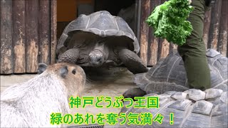 カピバラ （神戸どうぶつ王国篇）一番乗り～！