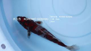 KOROMO GOSHIKI 衣五色　23cm KYOWA SUISAN 協和水産　錦鯉大地　KOITAICHI