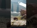 サザナミフグ ふぐ太の水槽　ウニで遊ぶナベカちゃん達 shorts フグ アクアリウム pufferfish