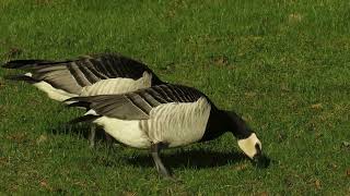 Relations between Barnacle Geese and Hooded Crows