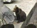 bojnice zoo bear cubs