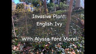 Invasive Plant: English Ivy