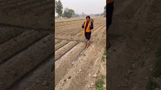 आलू में पहली सिंचाई कब करनी चाहिए #aalu #patato #agriculturelife