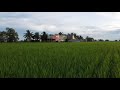 Flying over paddy fields and Padi Box in Sekinchan with DJI Mini SE drone
