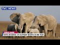 Kenya Records 179 Elephant Deaths In One Year