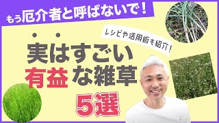 厄介者と呼ばせない！実はすごい有益な雑草５選