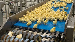 THIS IS WHAT HAPPENS TO MALE CHICKS IN THE EGG INDUSTRY!