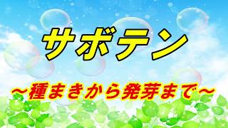 サボテン　～発芽するまで～