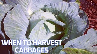 When To Harvest Cabbages