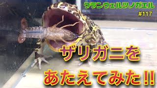 【クランウェルツノガエル】飼育 117 ザリガニをあたえてみた‼︎