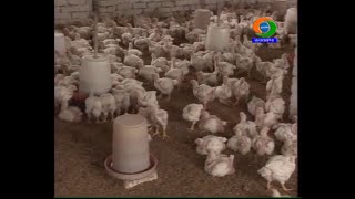 स्वरोजगार के लिए ब्रायलर मुर्गीपालन ||  Broiler Poultry for Self-Employment: Profitable business ||