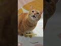 包子唱歌🎤来了 tiktok cat pets catlover outdoors funny cute cutecat 上热门要流量