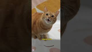 包子唱歌🎤来了 #tiktok #cat #pets #catlover #outdoors #funny #cute #cutecat #上热门要流量