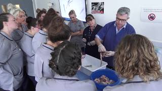 Cardiac Study Day: dissecting a pig's heart