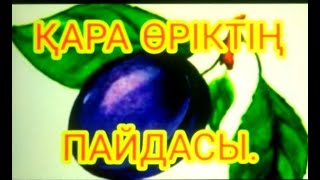 Қара өріктің пайдасы.Слива. жантак. Польза сливы#кара орик/жантақ,