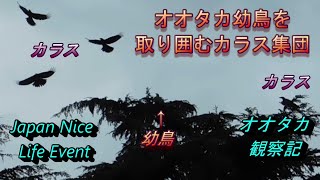 オオタカ幼鳥VSカラス集団　末っ子大ピンチ！　オオタカ観察記　Goshawk child vs Many crows    2021年8月2日撮影