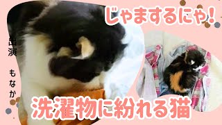 洗濯物を邪魔する猫　愛猫「もなか」の日常[スコテッシュフォールド]