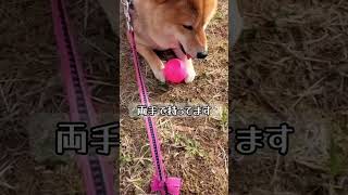 ☆【柴犬】ボールを独り占めしてたら穴を開けてしまったシバ犬　アフレコ　#shorts