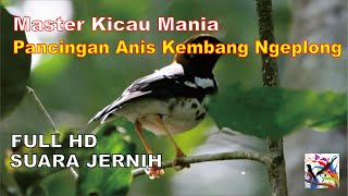 Master Pancingan Anis Kembang Ngeplong + Terapi Suara Air Mengalir...FULL HD...SUARA JERNIH...!!!