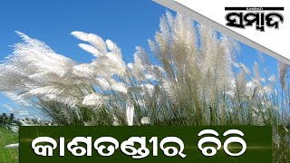 Saccharum Spontaneum Or Kasatandi Flower Creates A Beautiful View, Welcomes Maa Durga | Sambad