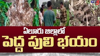 పెద్ద పులి సంచారం | Pedda Puli Hulchul in Eluru District | AP Latest News | TV5 News