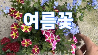 여름 정원에 심으면 좋은 다양한 꽃심기 키우는 방법 알아 보겠습니다