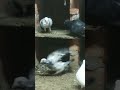 Pigeon Fight 😠🕊️