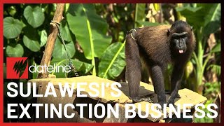 Sulawesi's Thriving Illegal Wildlife Trade (Reupload) | Full Episode | SBS Dateline