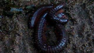 mating of millipede-1