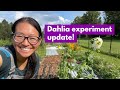 Dahlia Experiment Update!