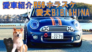 【愛車紹介】MINI R56 ホラスケ 愛犬ビビ＆ひな