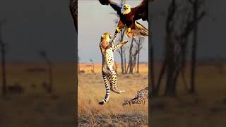 The eagle is trying to pick up the leopard as food with its strong wings #shorts #eagle #leopard