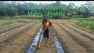 MEMBANTU HINGGA 80 % CARA PRAKTIS ALAT MENANAM BIBIT JAGUNG MENGGUNAKAN MESIN POTONG RUMPUT