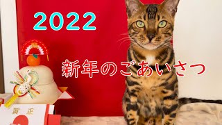 新年のご挨拶☆今年もよろしくお願いします☆【ベンガル猫】