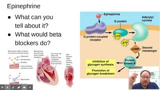 Chapter 45: The Endocrine System, Part 1