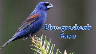 Blue Grosbeak Facts: The Colorful Bird of Open Fields