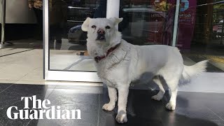 How Boncuk the dog waited days outside Turkish hospital