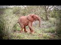 Rescue of Orphaned Elephant Manda | Sheldrick Trust