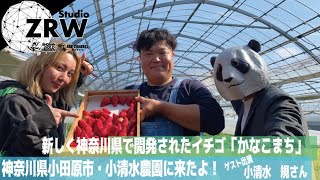 第56回スタジオZRW プライマリーニュース！ 新しく神奈川県で開発されたイチゴ「かなこまち」のご紹介