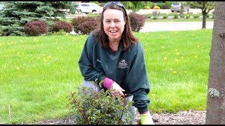 PETITTI How to Plant a Shrub