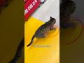 This cat is a hustler #rescue #shortvideo #respect #animals