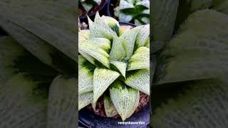 Haworthia cv ‘Golden Temple’. Size 7 inches