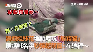 鸚鵡姐妹花埋頭瘋玩「躲貓貓」　聽媽喊名字秒彈起萌回：在這裡～｜寵物動物｜鳥｜精選影片