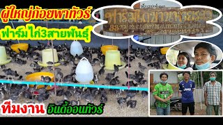 พาชมฟาร์ม​ไก่3สายพันธุ์​#อินดี้​ออนทัวร์​