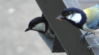 シジュウカラの鳴き声（警戒ほか）“野鳥八珍伝”