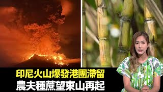 東張西望｜印尼火山爆發香港旅行團無奈滯留｜九龍城多間商戶抗議沙中線工程封路逾四年｜農夫重新種蔗望甘甜小吃東山再起｜朱凱婷 陳庭欣 區永權 朱智賢