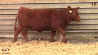 LOT 12 LAZYJ MS HAROLYN 034-44Z ET RED ANGUS REG #4268483